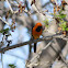 Hooded Oriole