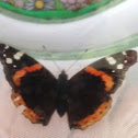 Red Admiral