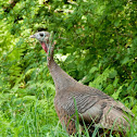 Wild Turkey