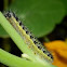  Caterpillar of Large White