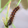 Long-striped Tiger Moth Caterpillar
