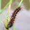Long-striped Tiger Moth Caterpillar
