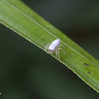 Jumping Spider