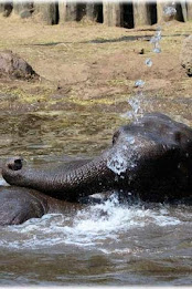 Elephant Puzzle poster 1