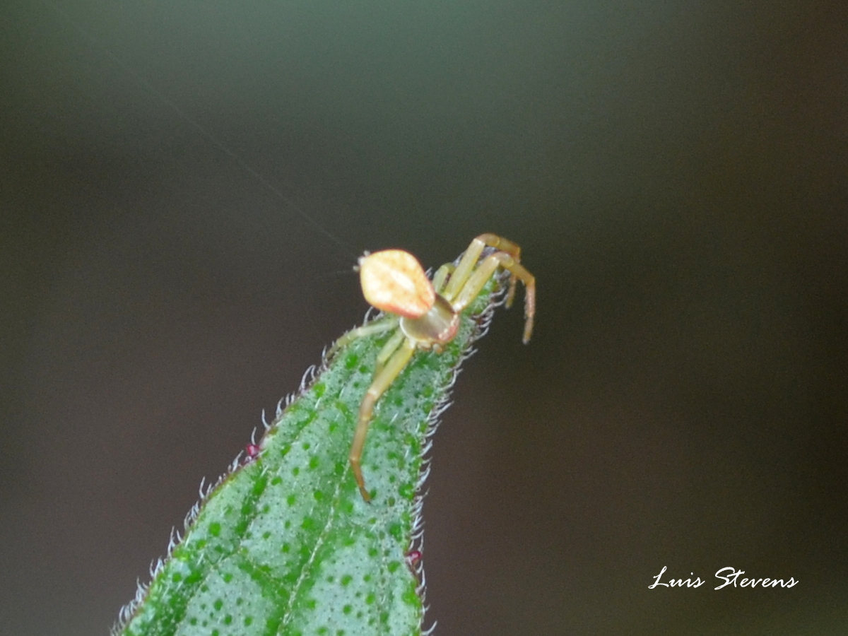 Crab Spider