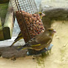 European Greenfinch