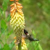Ruby-throated Hummingbird, male