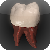 Real Tooth Morphology Free