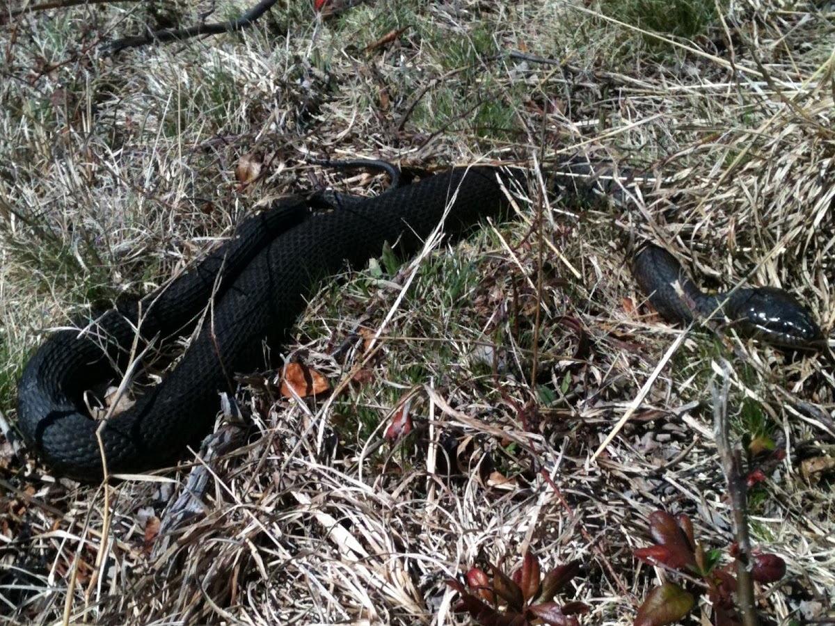 Northern Water Snake