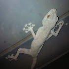 Fan-fingered Gecko