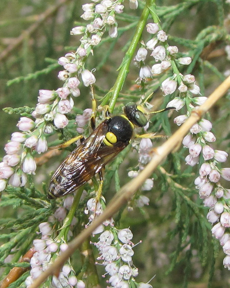 Beewolf wasp (male)