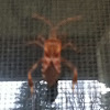 Western Conifer Seed Bug