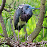 Tricolored Heron by Anthony Goldman -  