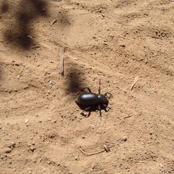 Pinacate beetle Project Noah