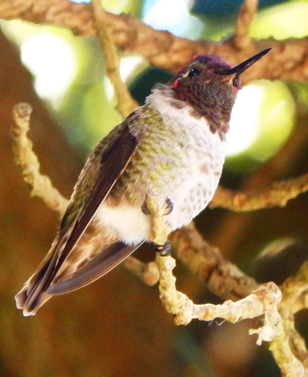 Anna's hummingbird male
