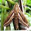 Vine Hawk-moth