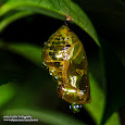 Chrysalises and Pupae of Thailand
