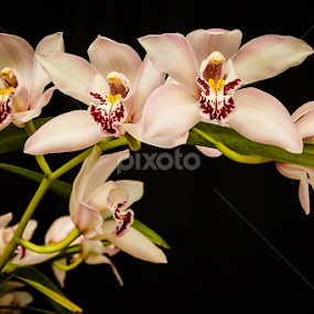 by Christine Weaver-Cimala - Flowers Flower Buds