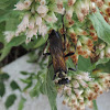 Golden-reined Wasp