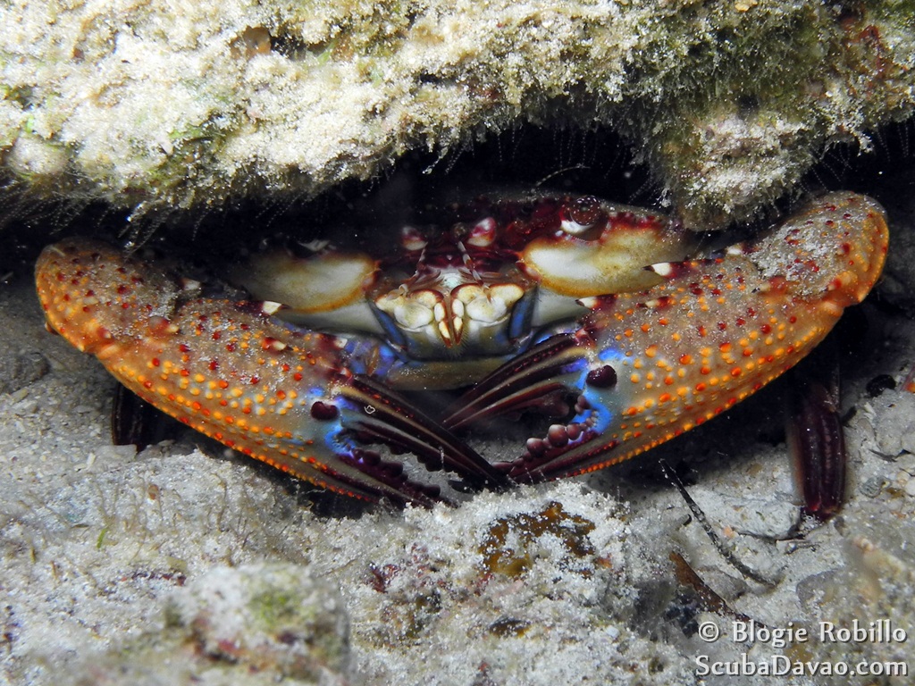 Ridged Swimming Crab