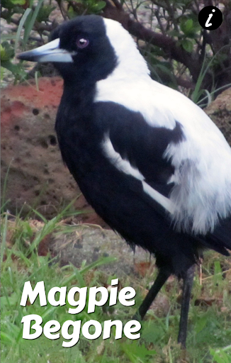 Magpie Begone