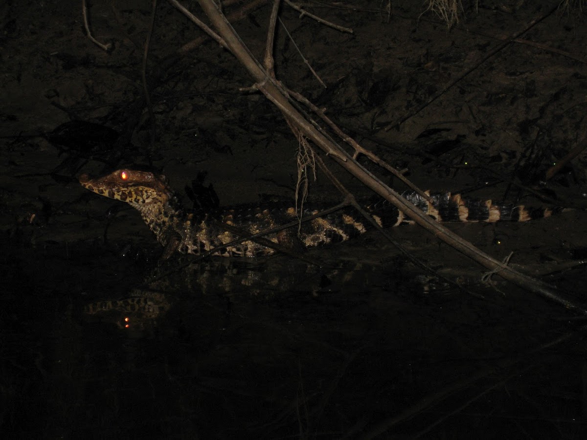 Black caiman