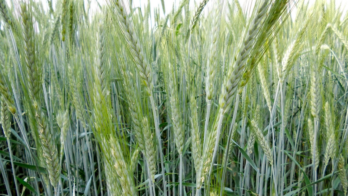 winter wheat, Winter Weizen
