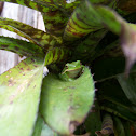 American Green Tree Frog