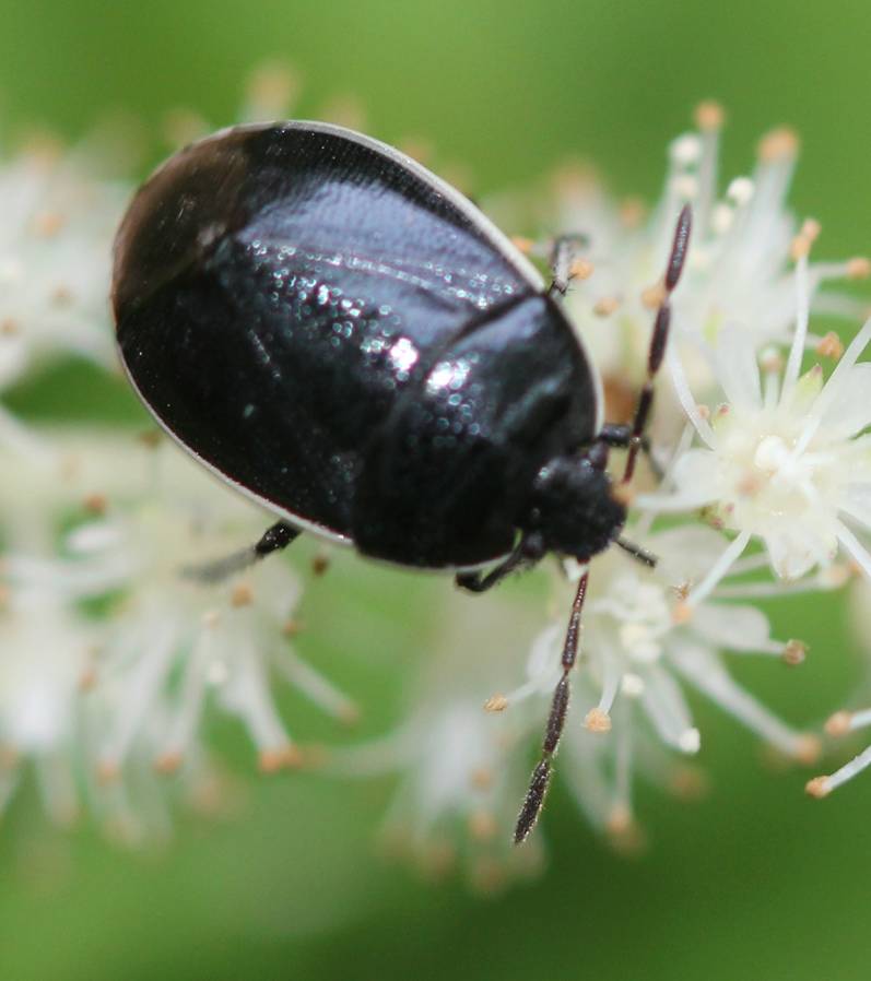 White-margined Burrower Bug
