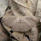 Mimethic moth