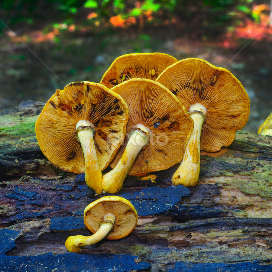 Family Group by Fran McMullen - Nature Up Close Mushrooms & Fungi