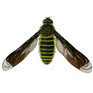 Bee bee gone. Baby cradle cap shampoo. Butterfly ladybug bumblebee. Сумасшедшая пчела игра. Bees going wild.