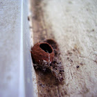 Potter wasp nest
