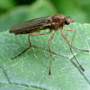 Wingless Soldier Fly