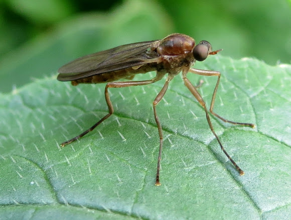 Wingless Soldier Fly | Project Noah