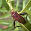 Leaf-footed Bug