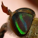 Horse-fly; Mutuca(Brazil)