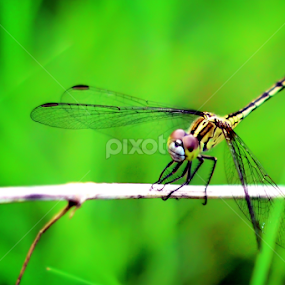 by Arul Arul - Uncategorized All Uncategorized