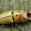 Stag Beetle