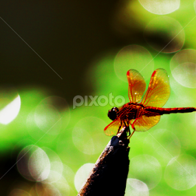 dragon fly by Sayeed Hasan Akib - Animals Insects & Spiders
