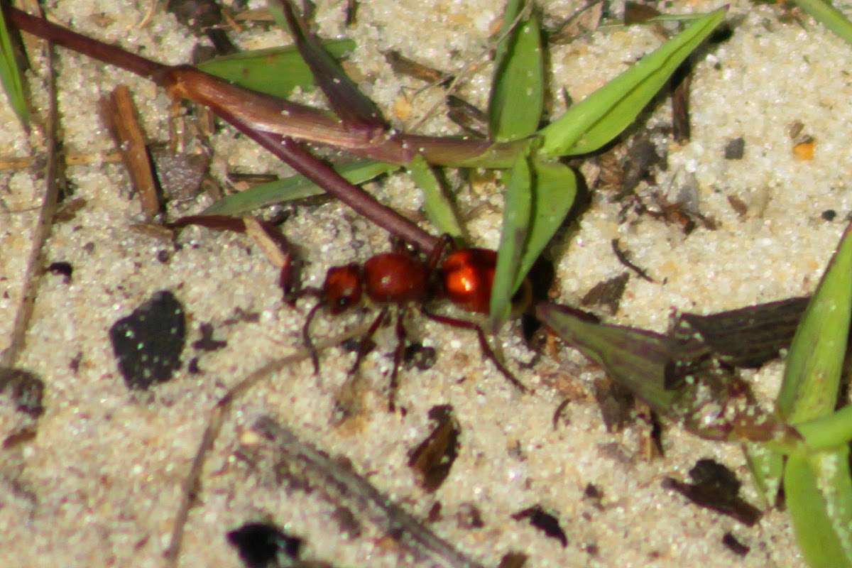 Eastern Velvet Ant