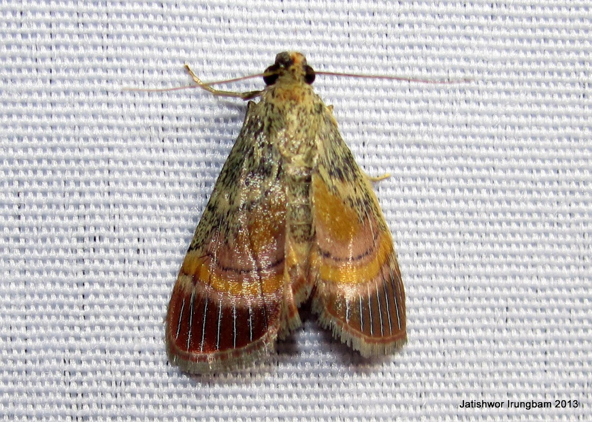 Pyralidae, Epipaschiinae