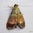 Pyralidae, Epipaschiinae
