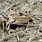 Plains (Blair's) Leopard Frog