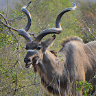 Greater kudu (male)