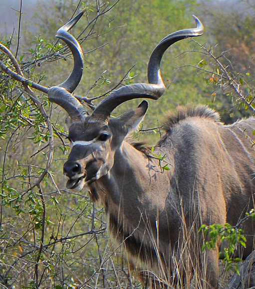 Greater kudu (male) | Project Noah