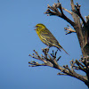 European Serin