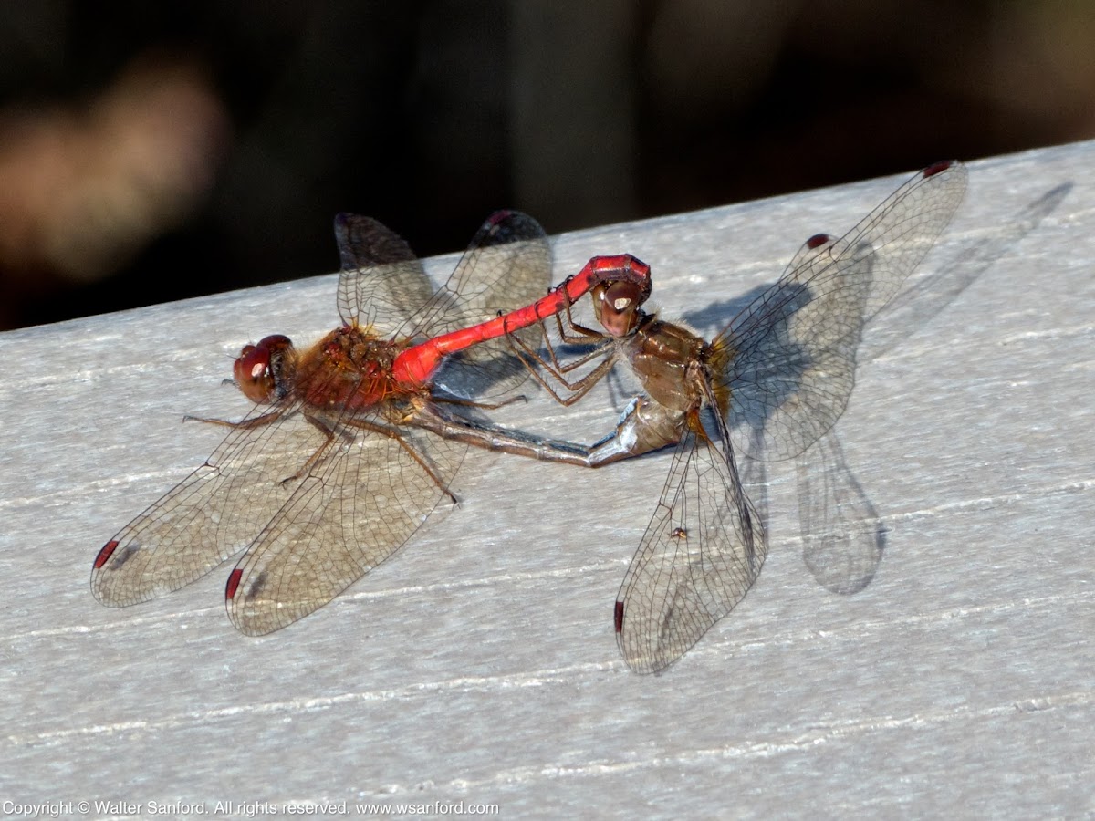 Autumn Meadowhawk dragonflies (mating pair, in wheel)