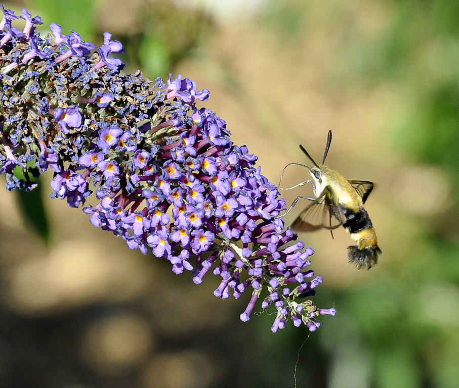Hummingbird (Common Clear Wing) Moth