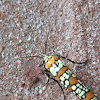 Ailanthus Webworm Moth